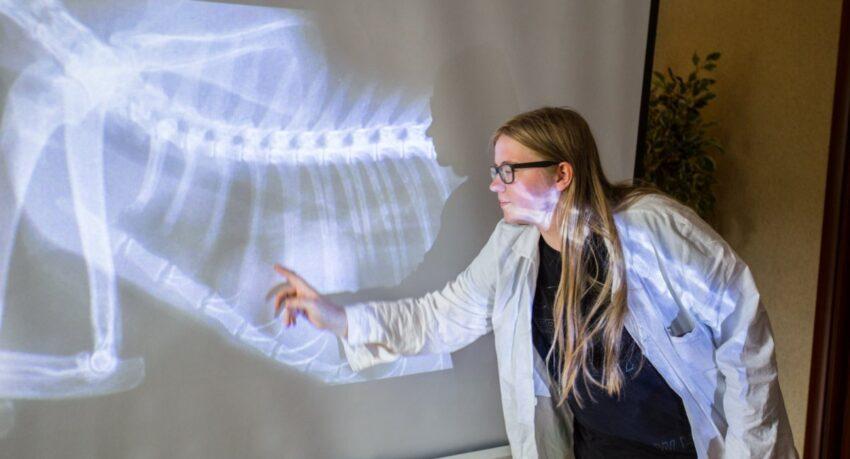 Obóz weterynaryjny 2021